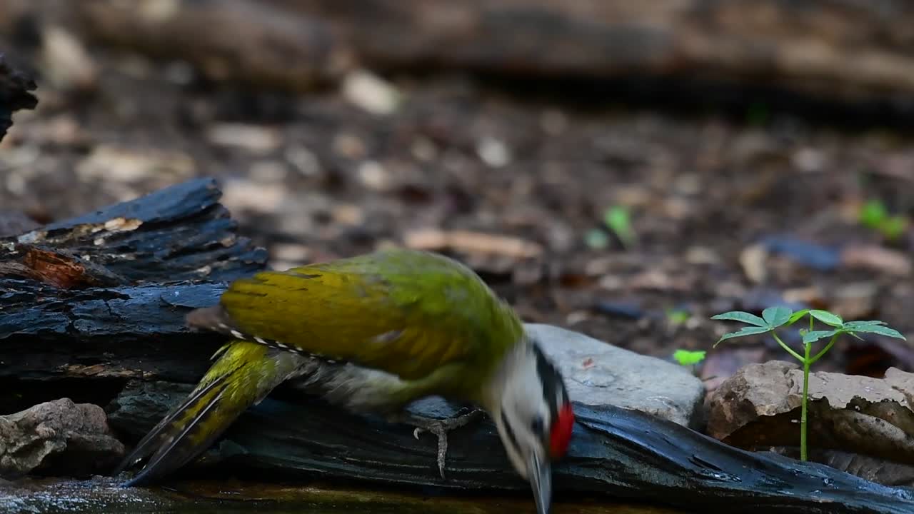 el pájaro carpintero de cabeza gris también se llama pájaro carpintero de cara gris se encuentra en muchos parques nacionales en tailandia y es muy particular en la elección de su hábitat para que prospere