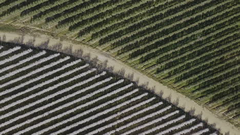 olivos y almendros en extremadura, españa, vista desde un avión no tripulado