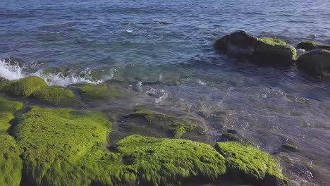 seaweed on reef at sea beach