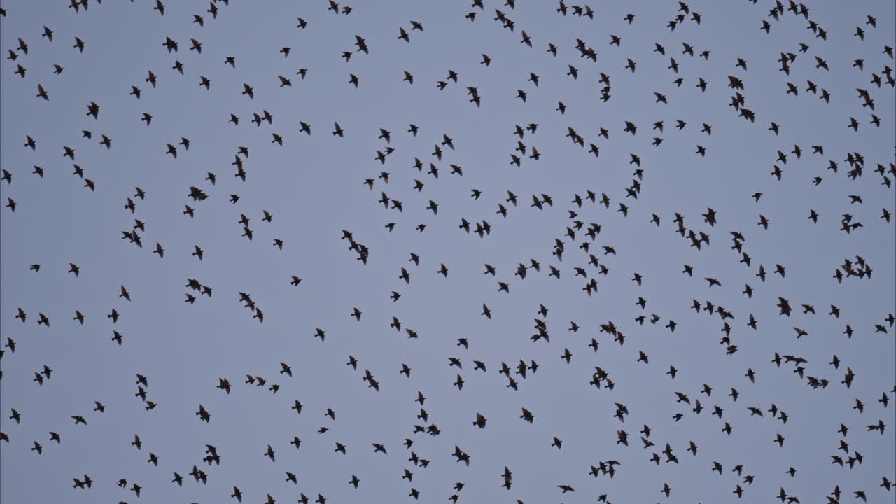 View of a horde of crows flying on a gray sky on the background