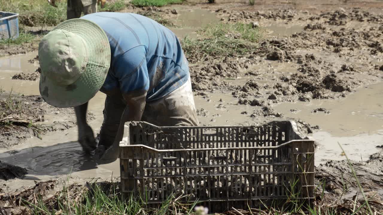 Water Chestnut harvest, farmer in deep mud picking aquatic Vegetable, Vietnam