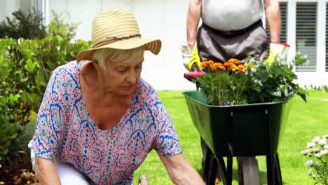 senior couple interacting with each other while gardening