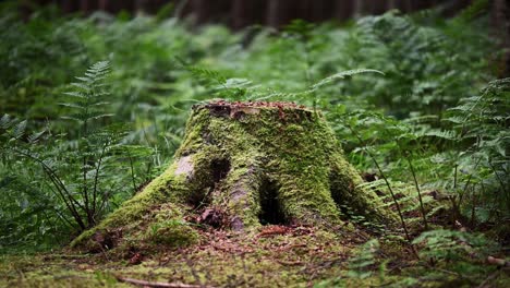 old pine tree stump covered in moss and surrounded by green ferns- low angle static shot