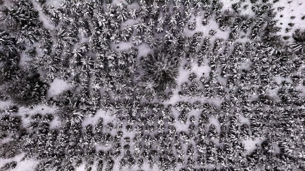 Drone of frosty forest grid, snowy pattern with dense trees and frozen paths, tree nursery backdrop