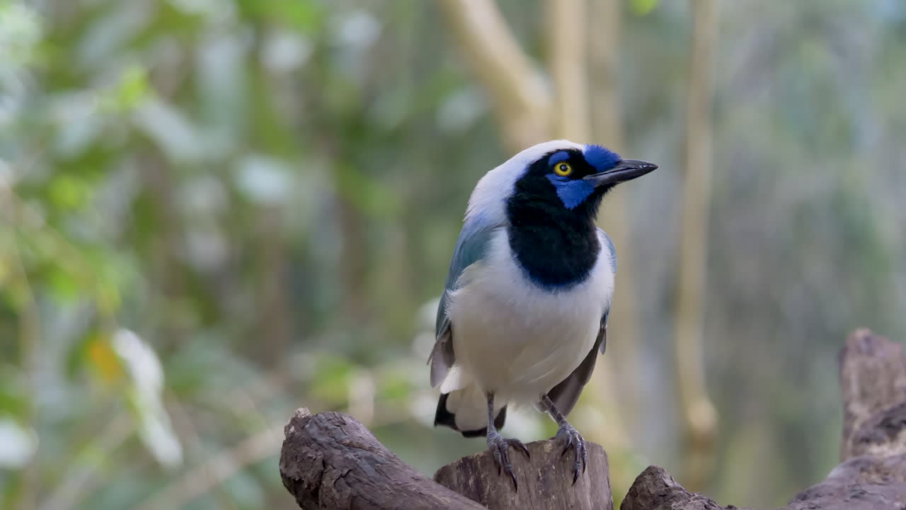 Bellissimo uccello blu appollaiato su un pezzo di legno che osserva nella giungla di giorno - Ghiandaia verde nella Foresta Amazzonica