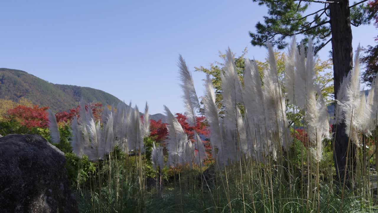 Beautiful tall grass with autumn colors waving in slow motion