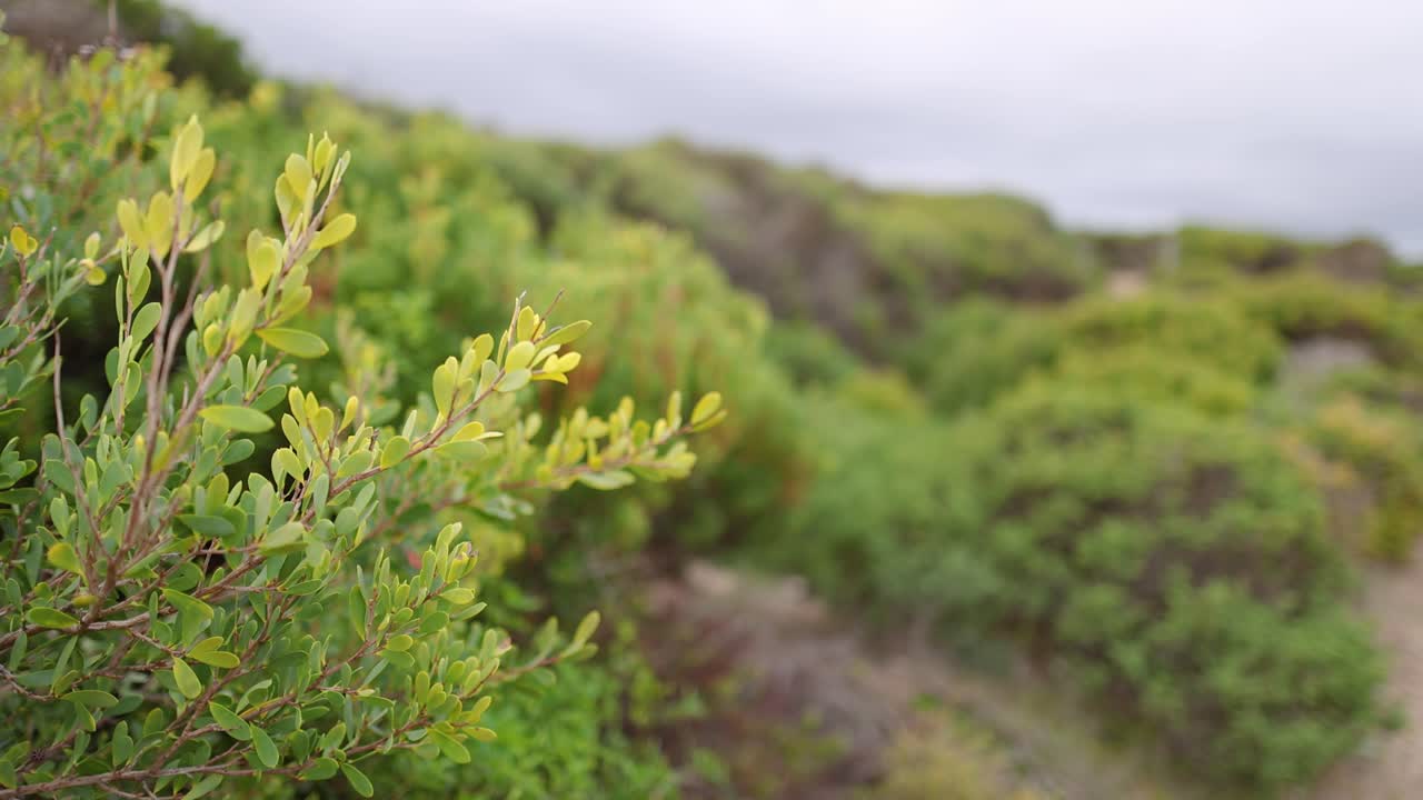 Nærbillede af Leptospermum-plante med sløret baggrund