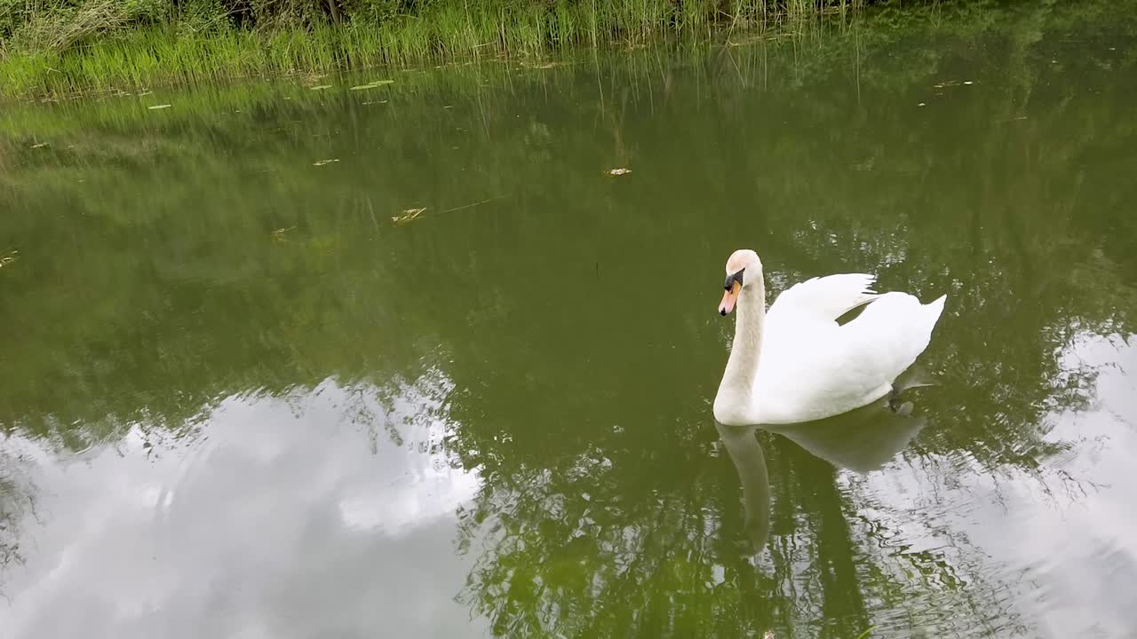 un cisne blanco nadando en el canal de oakham en rutland, el condado más pequeño de inglaterra