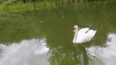 Un-Cisne-Blanco-Nadando-En-El-Canal-De-Oakham-En-Rutland,-El-Condado-Más-Pequeño-De-Inglaterra