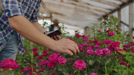 en primer plano, la mano de un jardinero masculino toca las flores y hace datos para el estudio de la cosecha de rosas. estudio y análisis del crecimiento de las flores.