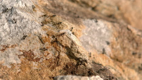 vista de cerca de los insectos en la roca