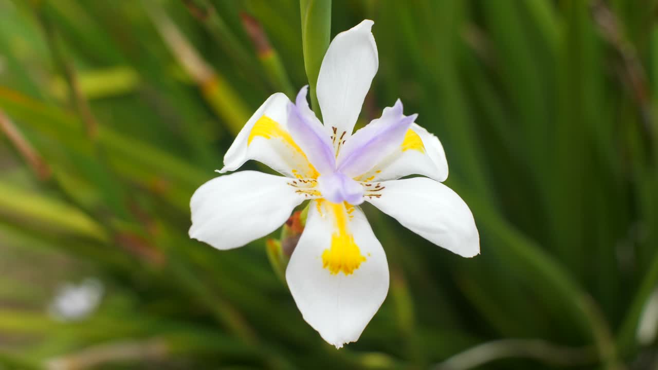 4k - 60fps - hermosa flor blanca y amarilla