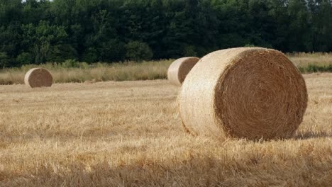 erntefrische runde heuballen in a