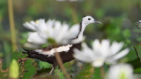 jacana de cola de faisán macho alerta para salvar a los polluelos