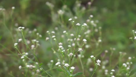 parthenium is a poisonous plant with a variety of diseases that grow from flower molecules