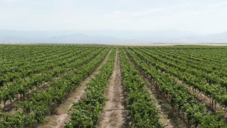 A-stationary-rising-shot-over-a-vast-field-of-vine-rows-in-the-countryside-of-California,-USA