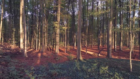 beautiful green red forest at sunset -push out