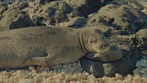 close up of a hawaiian monk seal as he suns himself on the rocky beach of hawaii oahu as he squints into the sun