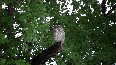 Great-Horned-Owl-standing-on-a-branch-and-moving-his-eyes-in-slow-motion