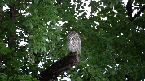 great horned owl standing on a branch and moving his eyes in slow motion