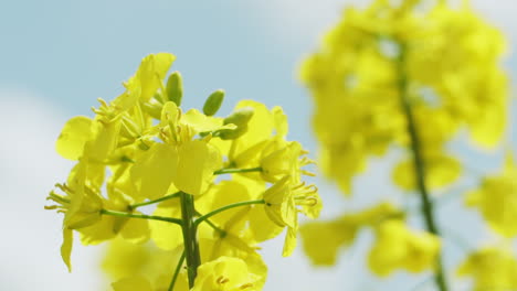 extreme detailed close up shot of a yellow rape plant