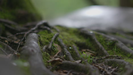 rack focus of tree roots covered in green moss in the middle of a forest