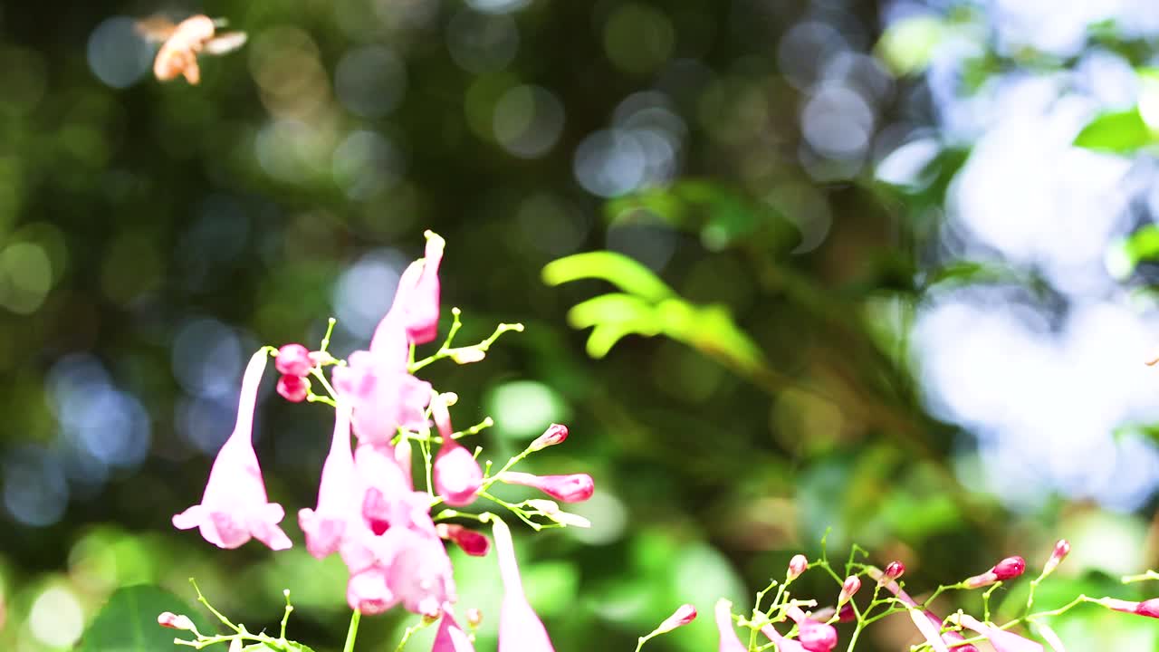 A bee approaches and interacts with pink Strobilanthes flowers in a sunlit garden, showcasing natural pollination