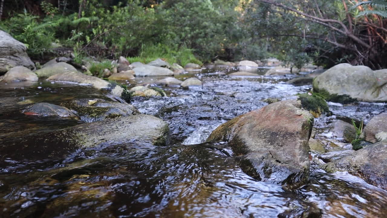 Vand strømmer gennem stenet bæk i den grønne skov i Knysna, fast lavvinkel medium skud, realtid.