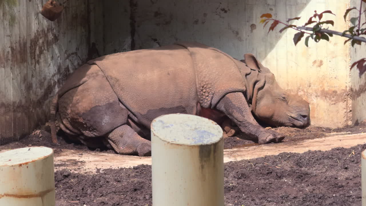 A close-up shot of a massive hippopotamus lying on the ground, resting peacefully in its enclosure. The animal remains still under soft daylight, surrounded by rocks and a naturalistic setting