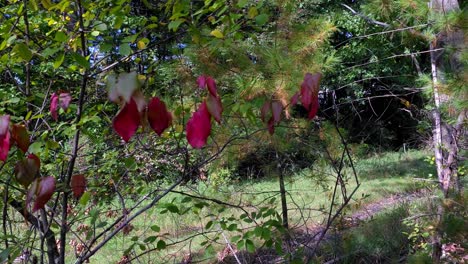 fore river sanctuary, portland, maine hiking past burning bush