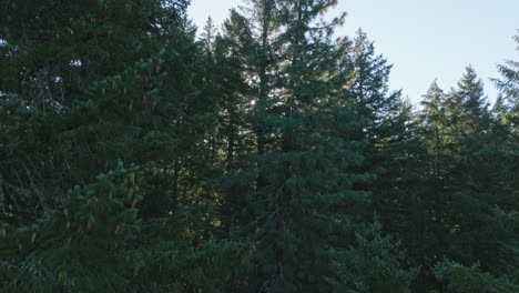 Drone-aerial-of-scenic-of-trees-in-southern-Washington-State-5