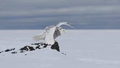 snowy owl in winter landscape