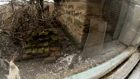 watching the small animals in the yard of a remote village through the window