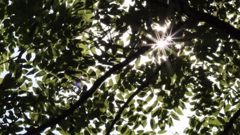 ray of sun shining through trees