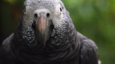 primer plano, loro gris moviendo la cabeza