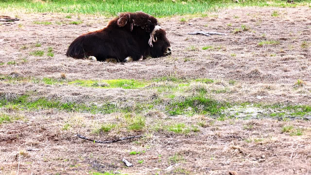 Adult Muskox, Ovibos moschatus,  resting in a field alone.  Located at the Alaska Wildlife Conservation Center near Girdwood, Alaska USA.