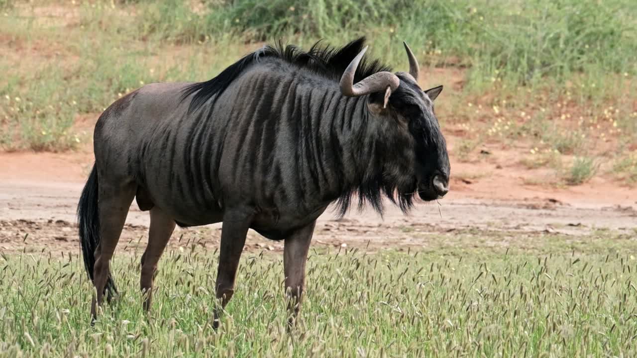 A large male Wildebeest in green grass looking out for predators