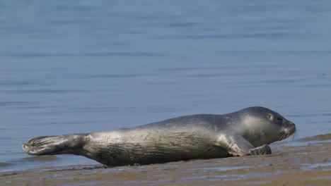 Linda-Foca-Bebé-Tumbada-En-La-Arena-En-La-Orilla-Del-Mar-Del-Norte-De-Holanda,-De-Vez-En-Cuando-Mirando-A-La-Cámara