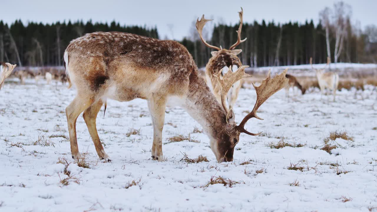 Plettet hjort græsser fredeligt på frostklar jord i et roligt, sneklædt lettisk landskab