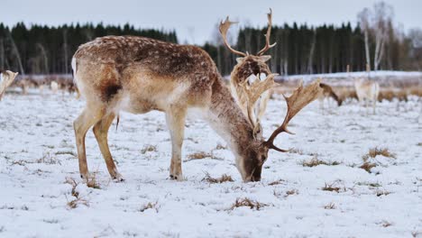 spotted deer grazes peacefully on frosty ground in quiet snowy latvian landscape