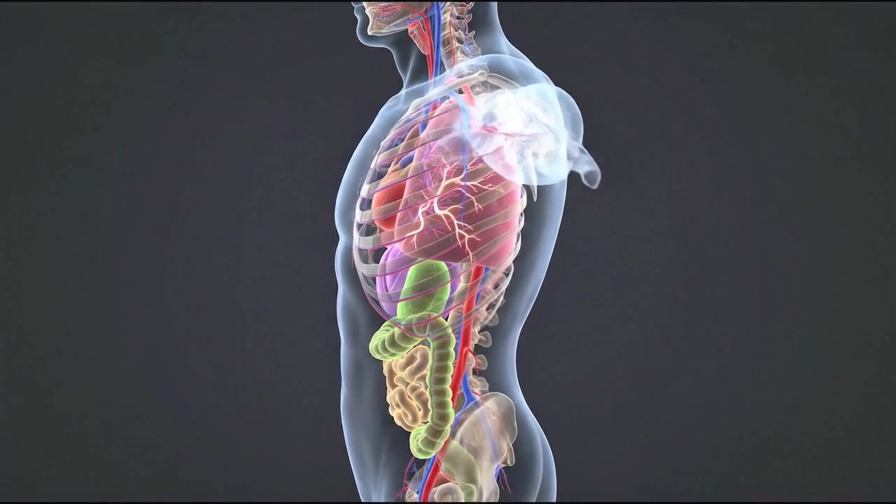 Side profile torso cutaway showing lungs liver stomach and intestinal organs