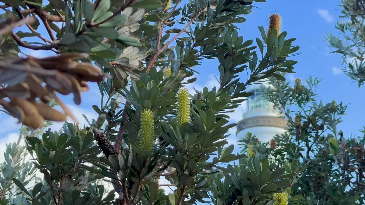 Banksia flower spike amidst greenery, lighthouse visible, under clear blue sky, natural lighting enhances vibrant colors
