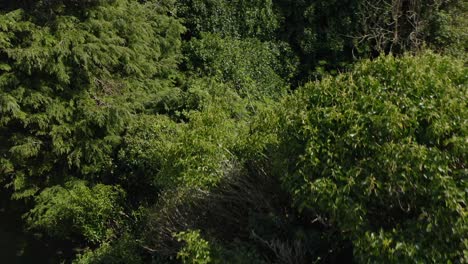 Cargin-church-walls-overgrown-with-vines-and-plants,-aerial-orbit-ascend