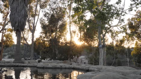 Pond-during-sunset-with-birds-and-ducks