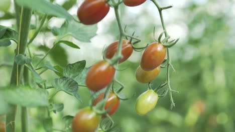handheld movement shot of cherry tomatoes revealing riping process