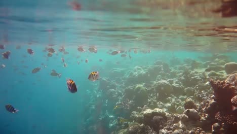 Tropisches-Korallenriff.-Korallenriff-Auf-Den-Malediven.