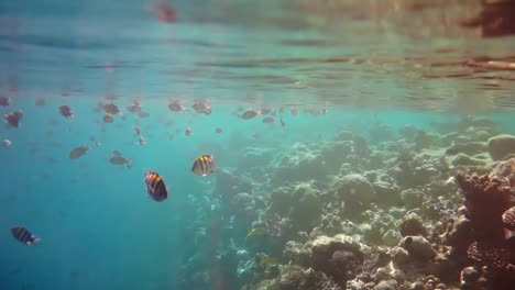 tropical coral reef. coral reef in the maldives.