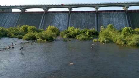 Several-ducks-and-herons-in-creek-bed-below-dam-waterfall,-Hoover-Reservoir,-Ohio