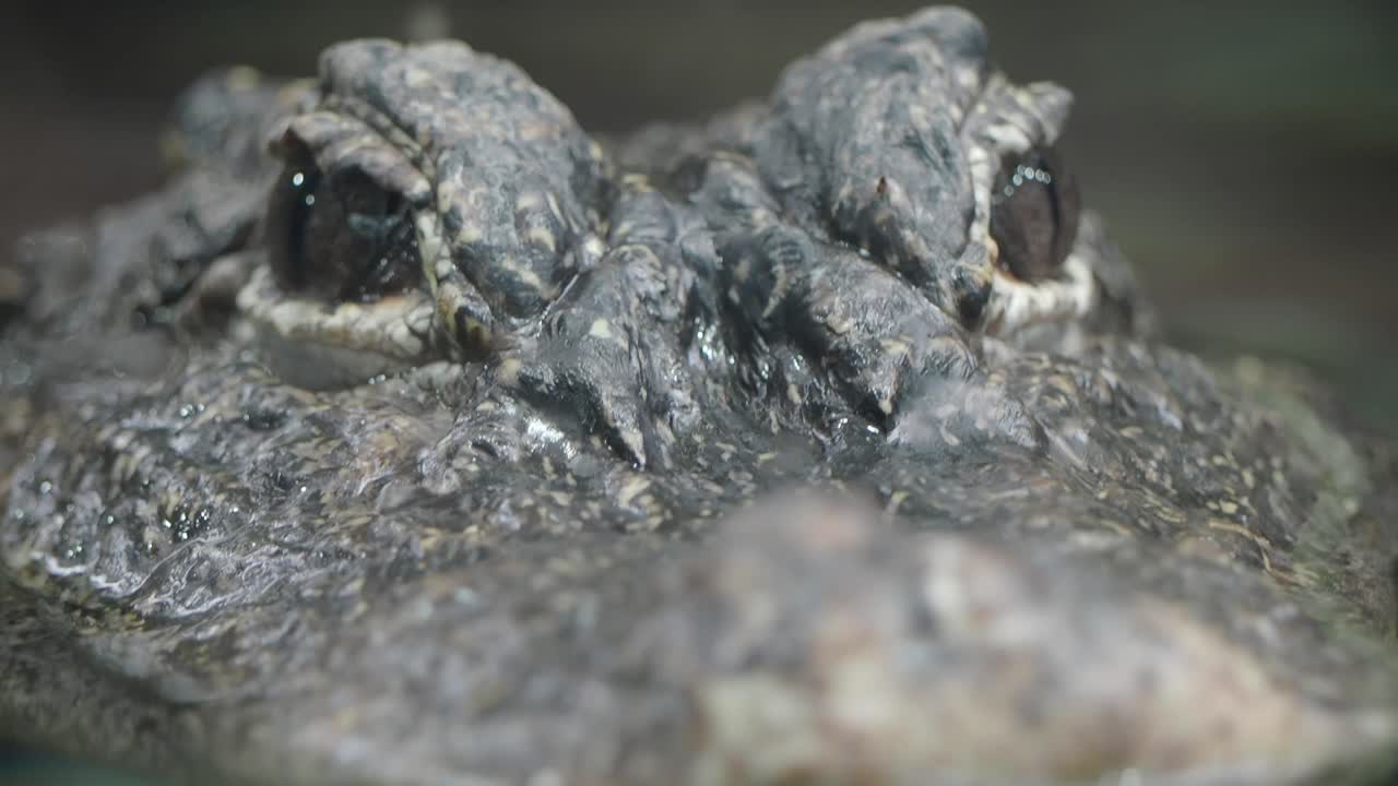 Close-up of an alligator