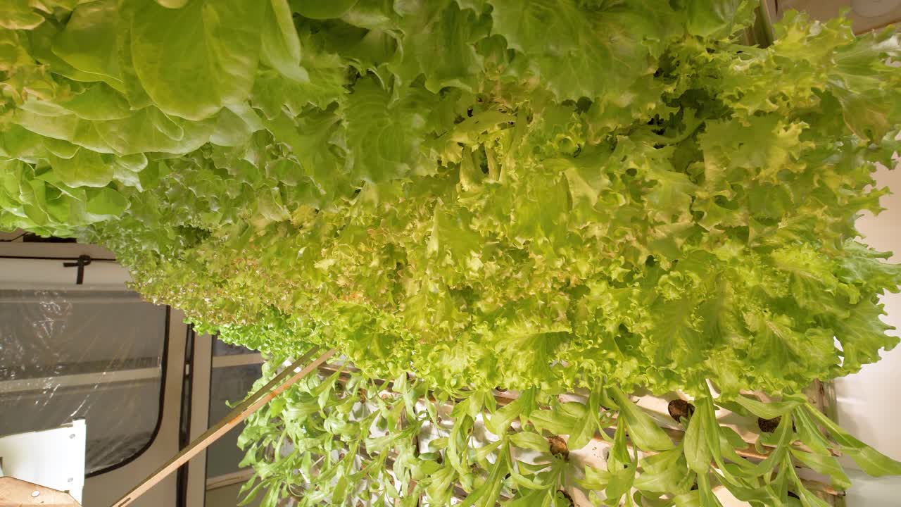 la imagen muestra el proceso de cultivo de hojas de lechuga